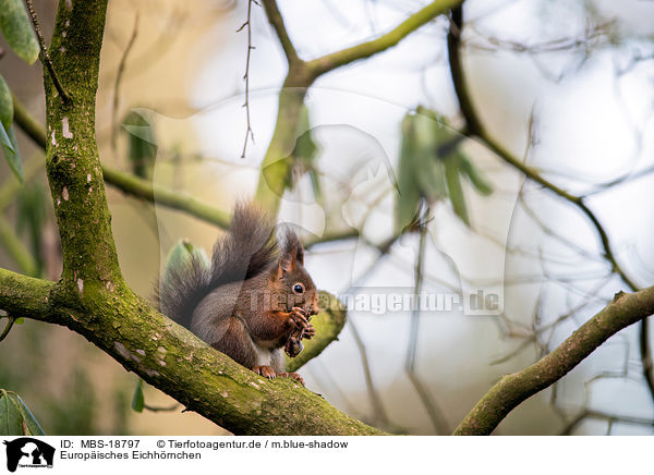 Europisches Eichhrnchen / Eurasian red squirrel / MBS-18797
