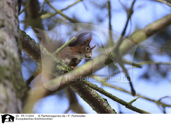 Europisches Eichhrnchen / Eurasian red squirrel / FF-11204