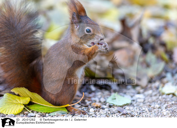 Europisches Eichhrnchen / Eurasian red squirrel / JG-01282