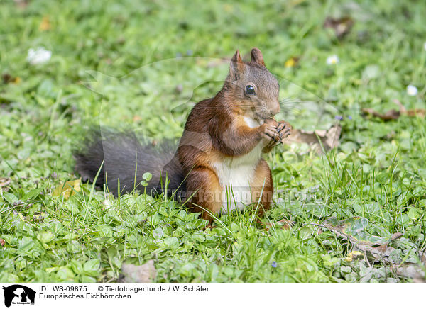 Europisches Eichhrnchen / Eurasian red squirrel / WS-09875