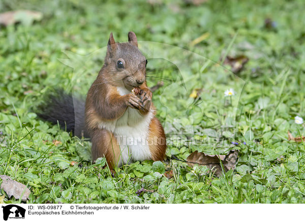 Europisches Eichhrnchen / Eurasian red squirrel / WS-09877