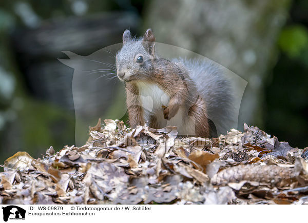 Europisches Eichhrnchen / Eurasian red squirrel / WS-09879