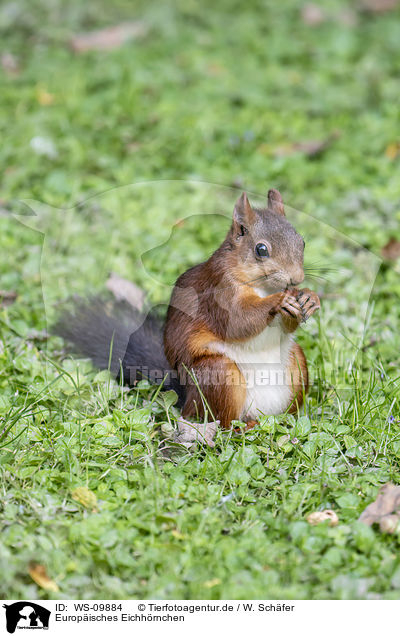 Europisches Eichhrnchen / Eurasian red squirrel / WS-09884