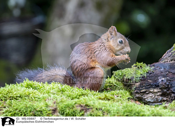 Europisches Eichhrnchen / Eurasian red squirrel / WS-09887
