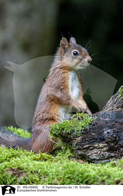 Europisches Eichhrnchen / Eurasian red squirrel / WS-09889
