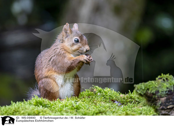 Europisches Eichhrnchen / Eurasian red squirrel / WS-09890
