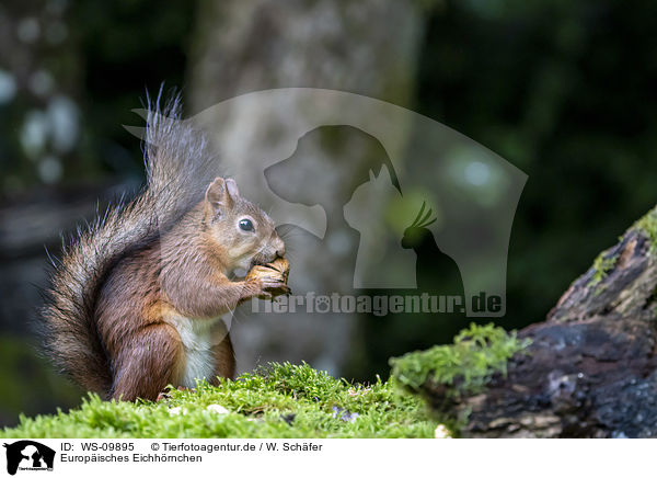 Europisches Eichhrnchen / Eurasian red squirrel / WS-09895