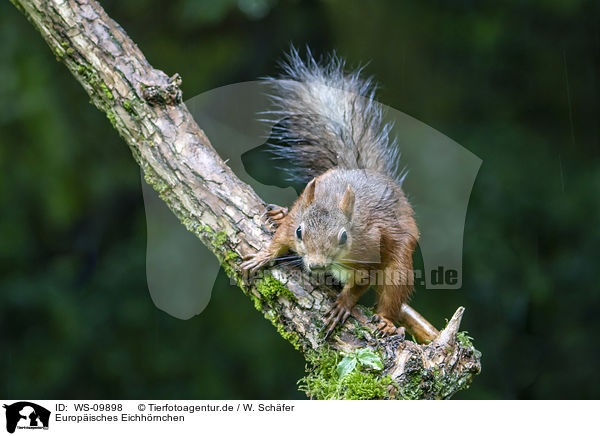 Europisches Eichhrnchen / Eurasian red squirrel / WS-09898