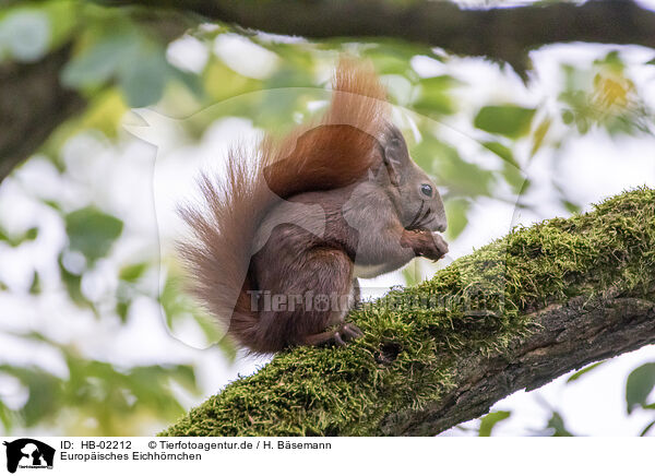 Europisches Eichhrnchen / Eurasian red squirrel / HB-02212