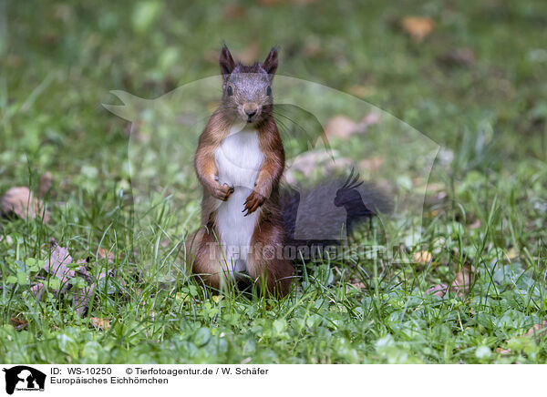 Europisches Eichhrnchen / Eurasian red squirre / WS-10250