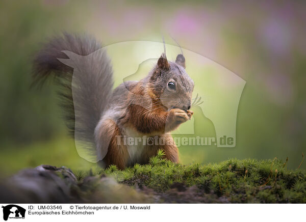 Europisches Eichhrnchen / European Squirrel / UM-03546