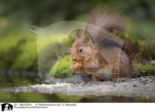 Europisches Eichhrnchen / European Squirrel / UM-03554