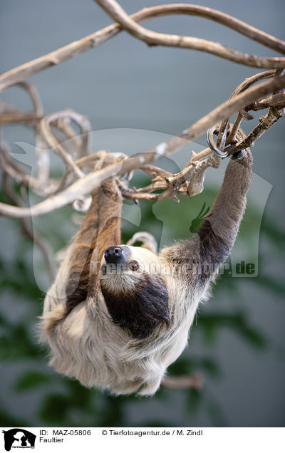Faultier / sloth / MAZ-05806