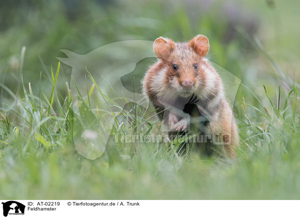 Feldhamster / Eurasian hamster / AT-02219