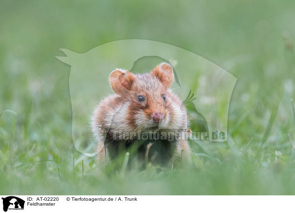 Feldhamster / Eurasian hamster / AT-02220