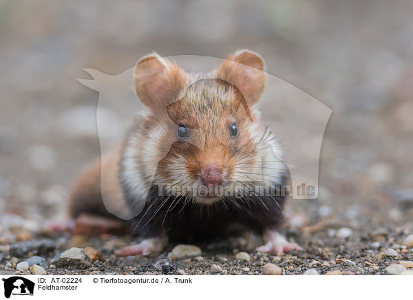 Feldhamster / Eurasian hamster / AT-02224