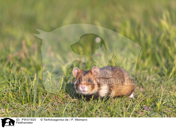 Feldhamster / Eurasian hamster / PW-01920