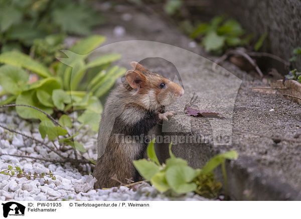 Feldhamster / Eurasian hamster / PW-01935