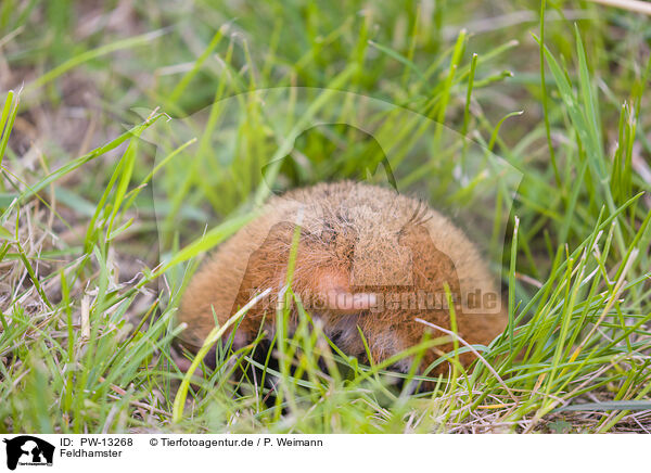 Feldhamster / Eurasian hamster / PW-13268