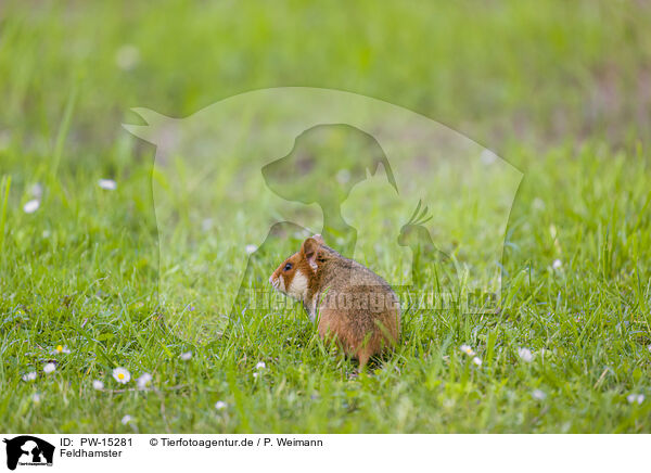Feldhamster / black-bellied hamster / PW-15281