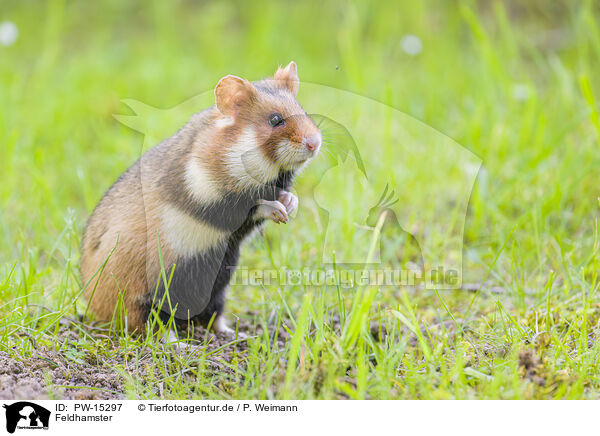 Feldhamster / black-bellied hamster / PW-15297