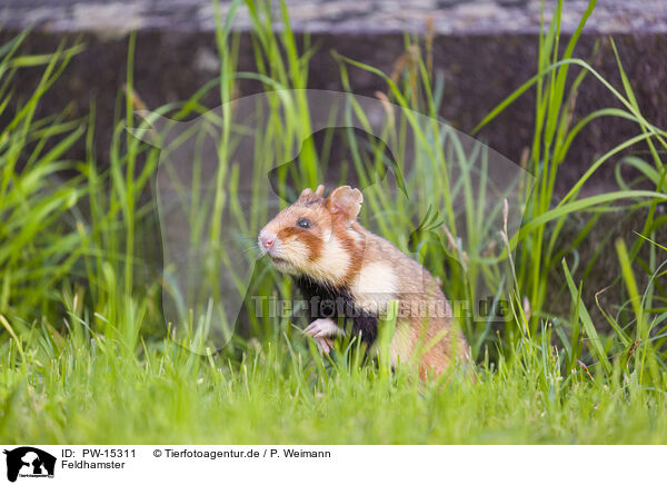 Feldhamster / black-bellied hamster / PW-15311