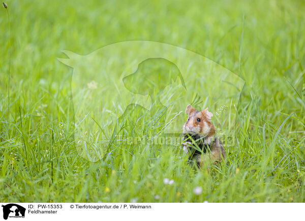 Feldhamster / black-bellied hamster / PW-15353