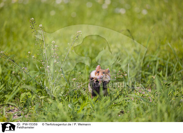 Feldhamster / black-bellied hamster / PW-15359