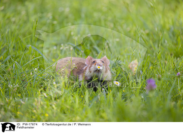 Feldhamster / Eurasian hamster / PW-17874