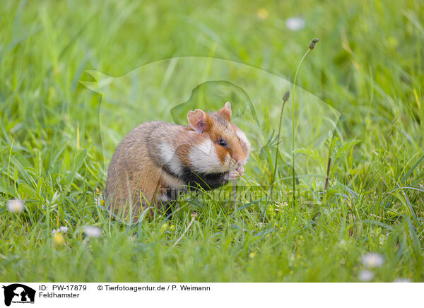 Feldhamster / Eurasian hamster / PW-17879