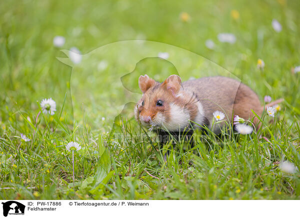 Feldhamster / Eurasian hamster / PW-17886