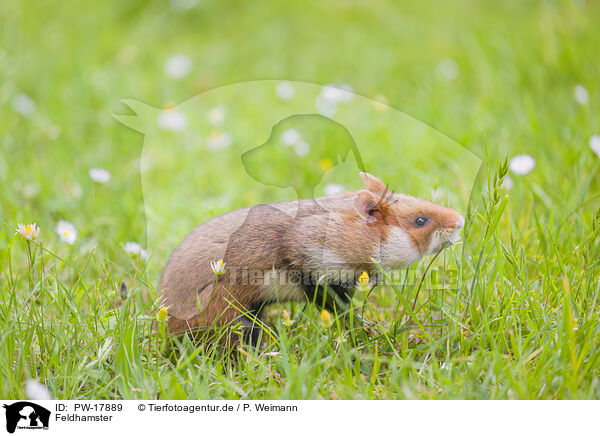 Feldhamster / Eurasian hamster / PW-17889