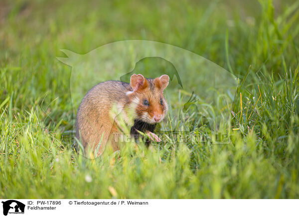 Feldhamster / Eurasian hamster / PW-17896