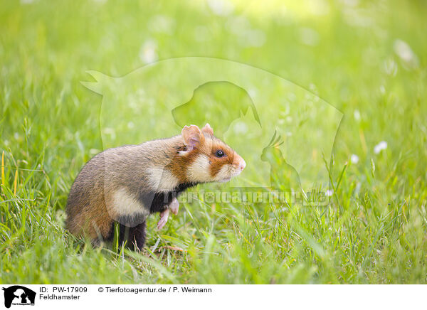 Feldhamster / Eurasian hamster / PW-17909