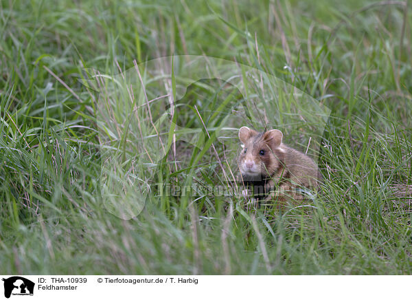 Feldhamster / Eurasian hamster / THA-10939