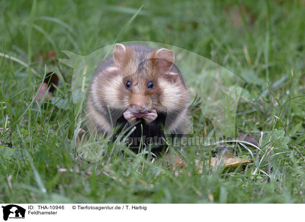 Feldhamster / Eurasian hamster / THA-10946