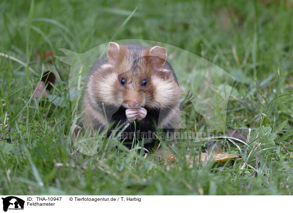 Feldhamster / Eurasian hamster / THA-10947