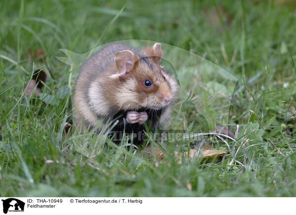 Feldhamster / Eurasian hamster / THA-10949