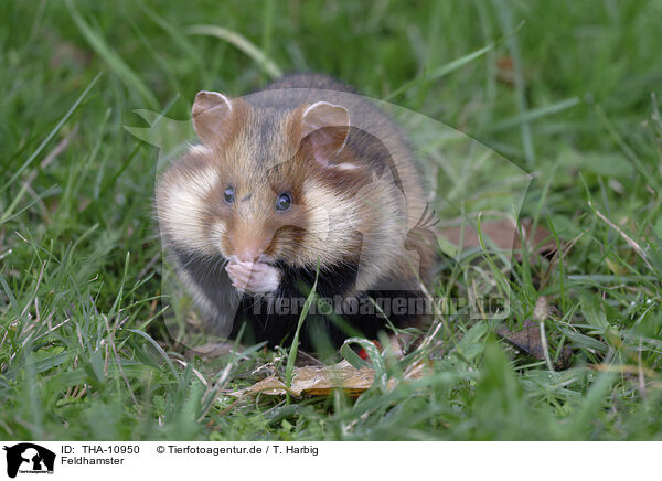 Feldhamster / Eurasian hamster / THA-10950