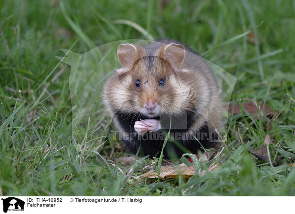 Feldhamster / Eurasian hamster / THA-10952