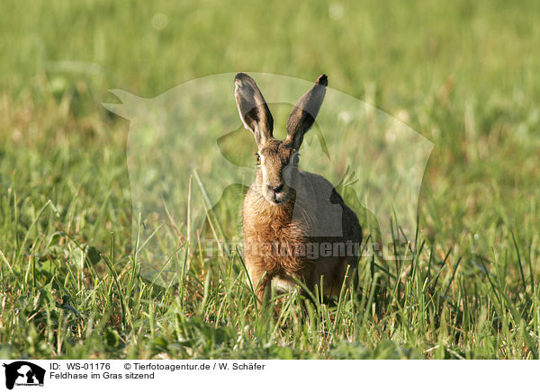 Feldhase im Gras sitzend / Rabbit / WS-01176