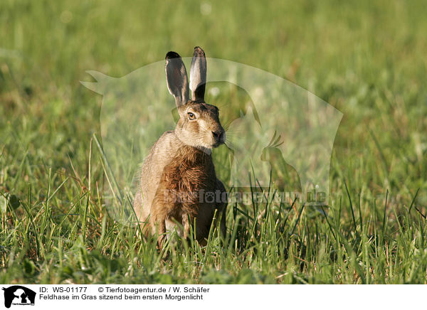 Feldhase im Gras sitzend beim ersten Morgenlicht / Rabbit / WS-01177