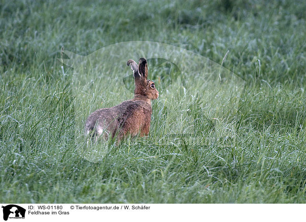 Feldhase im Gras / Rabbit / WS-01180