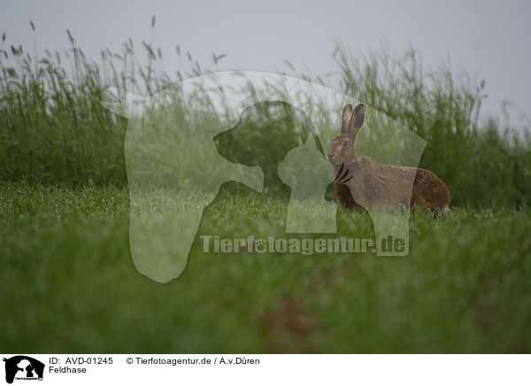 Feldhase / hare rabbit / AVD-01245