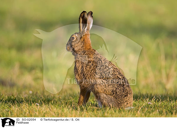 Feldhase / hare rabbit / SO-02054