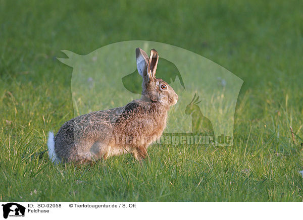 Feldhase / hare rabbit / SO-02058