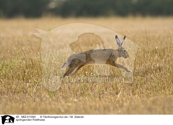 springender Feldhase / jumping hare rabbit / MIZ-01084