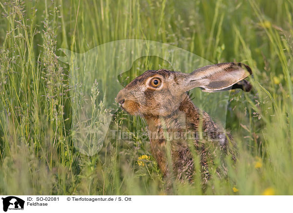 Feldhase / hare rabbit / SO-02081