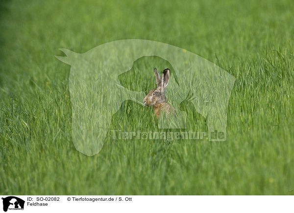 Feldhase / hare rabbit / SO-02082