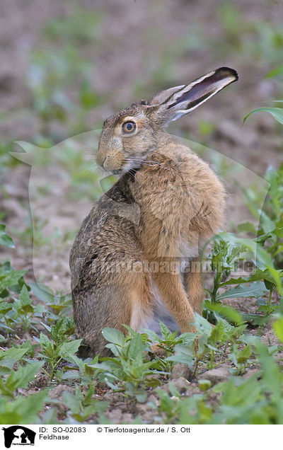 Feldhase / hare rabbit / SO-02083
